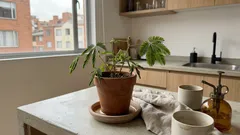 Mimosa pudica: por qué se cierra la planta sensitiva y cómo cuidarla en casa