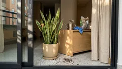 Cómo cuidar la lengua de suegra en casa y evitar que se pudra por exceso de riego