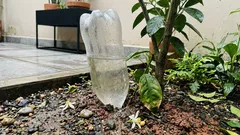 El truco de la botella enterrada para regar tu limonero sin que se reseque