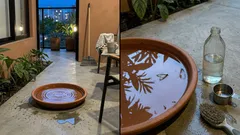 Por qué un plato con agua puede atraer lechuzas a tu patio en noches de calor