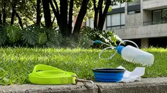 Por qué los perros comen pasto y cuándo deberías preocuparte