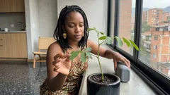 Planta bailarina: por qué se mueve la planta telégrafo y cómo verla “bailar” en casa