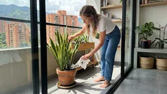 ¿Exceso de riego en tu lengua de suegra? El truco del papel higiénico (y cuándo sí conviene usarlo)