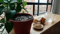 Poner arroz crudo en la tierra del potus: para qué sirve y cuándo evitarlo